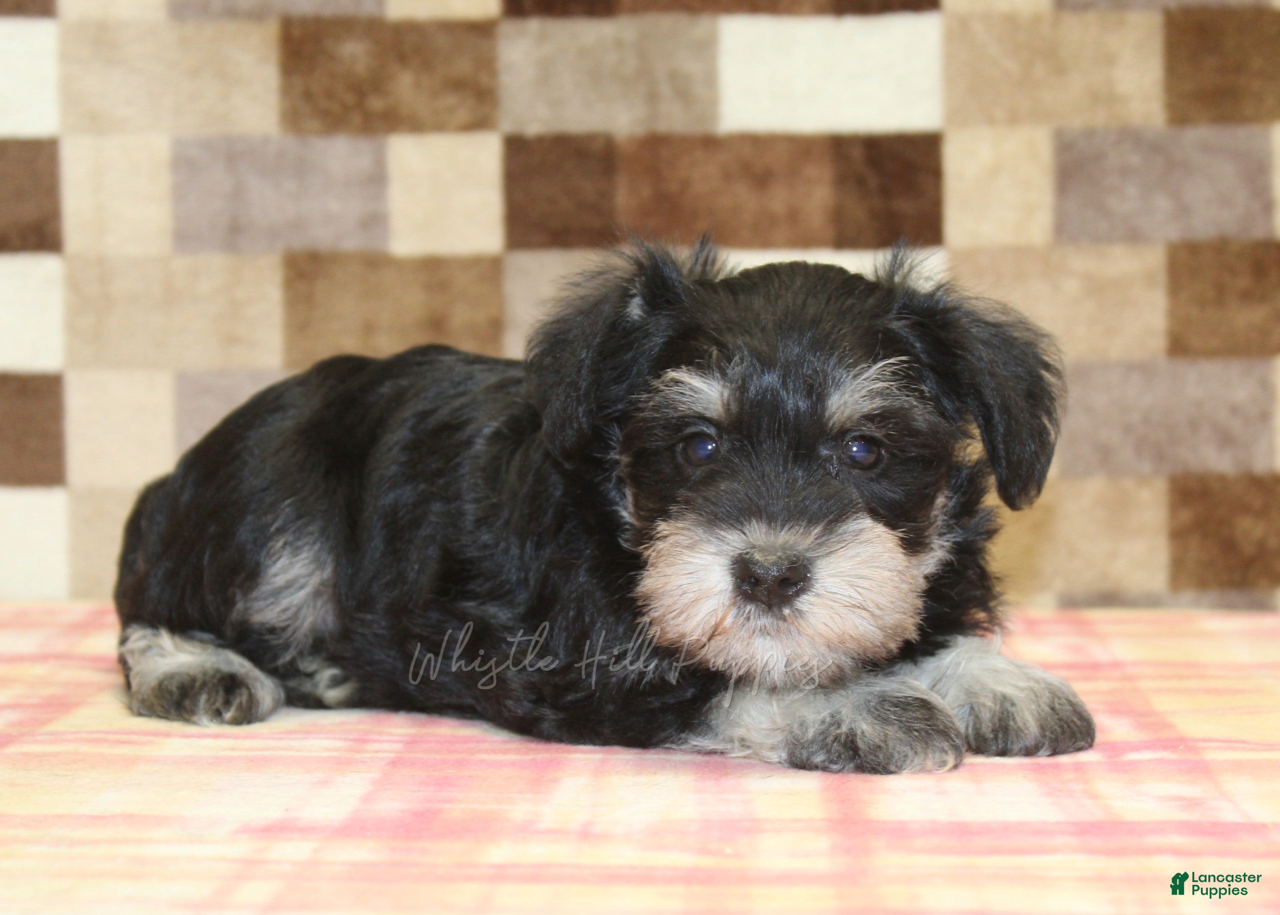 Miniature Schnauzer dogs Ellie - Ad 2