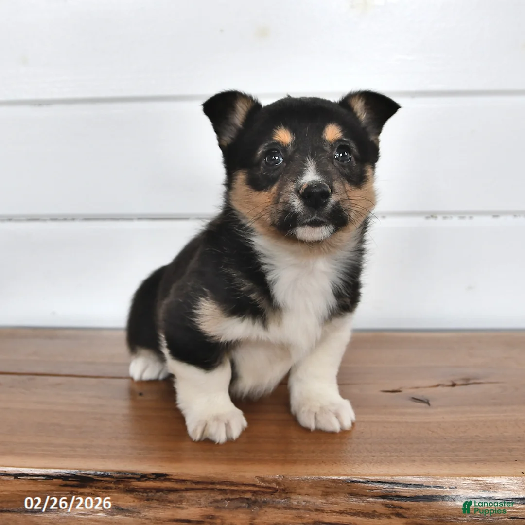 Welsh Corgi Pembroke dogs for sale: Truffle   - Ad 3