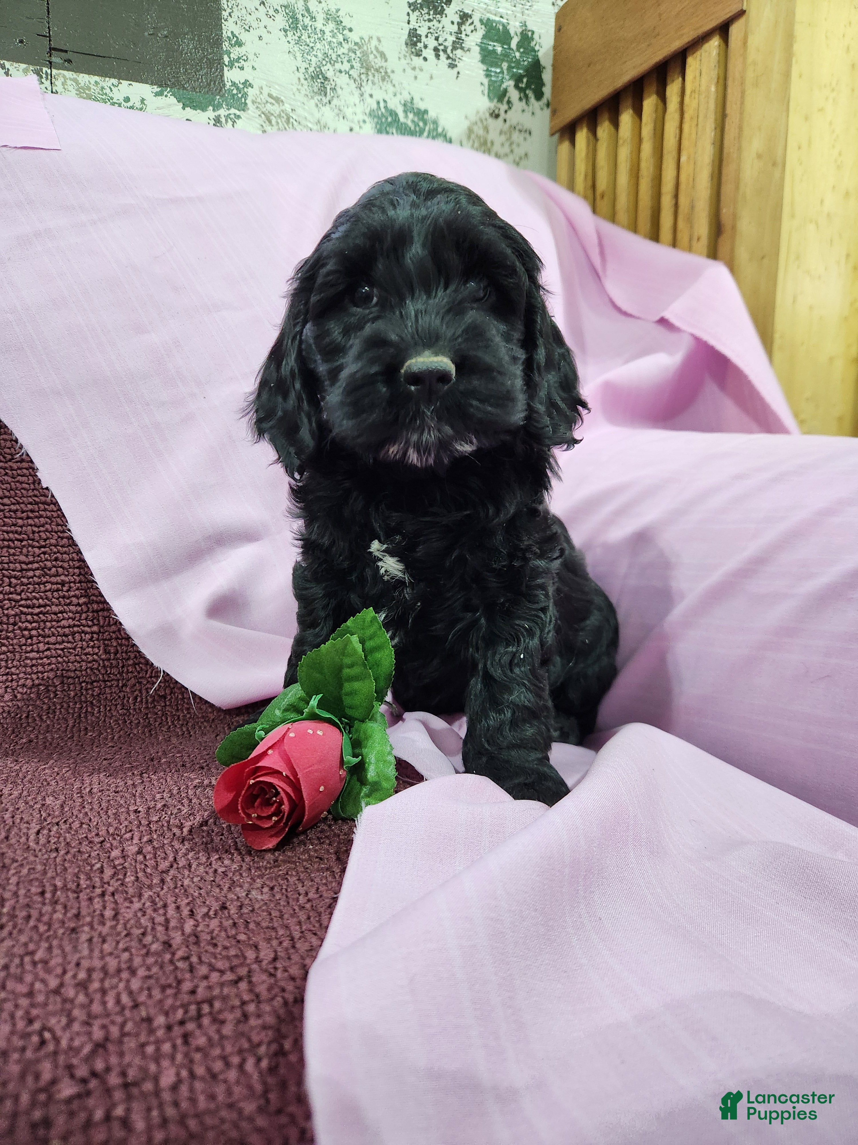 Mixed Breed dogs Leo - Ad 21