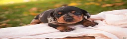 Miniature Dachshund dogs for sale: Libby Miniature Dachshund  - Ad 3