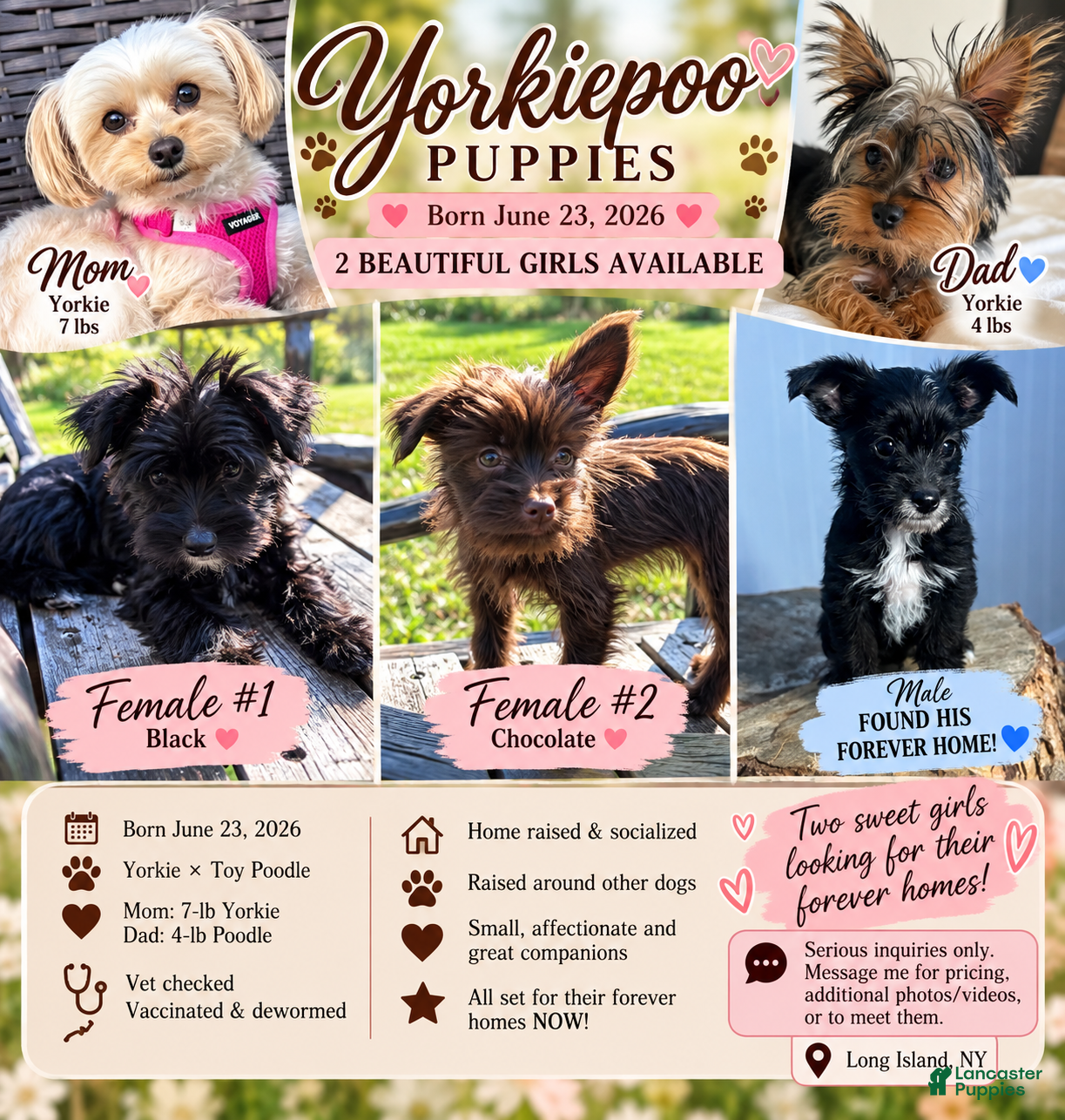 Yorkiepoo dogs Momo - Ad 2