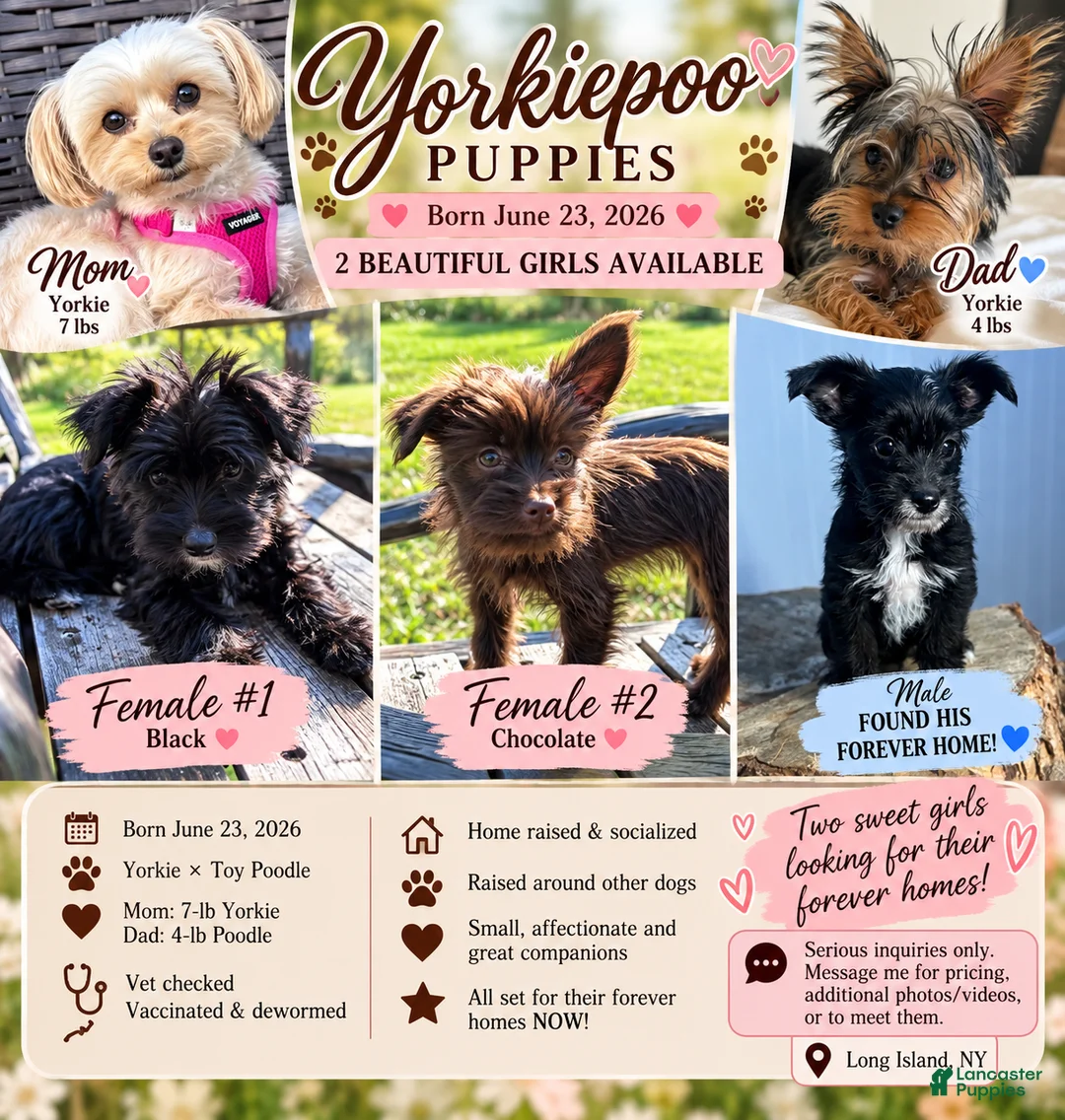 Yorkiepoo dogs for sale: Momo - Ad 2