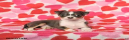 Chihuahua dogs for sale: Precious - Ad 4
