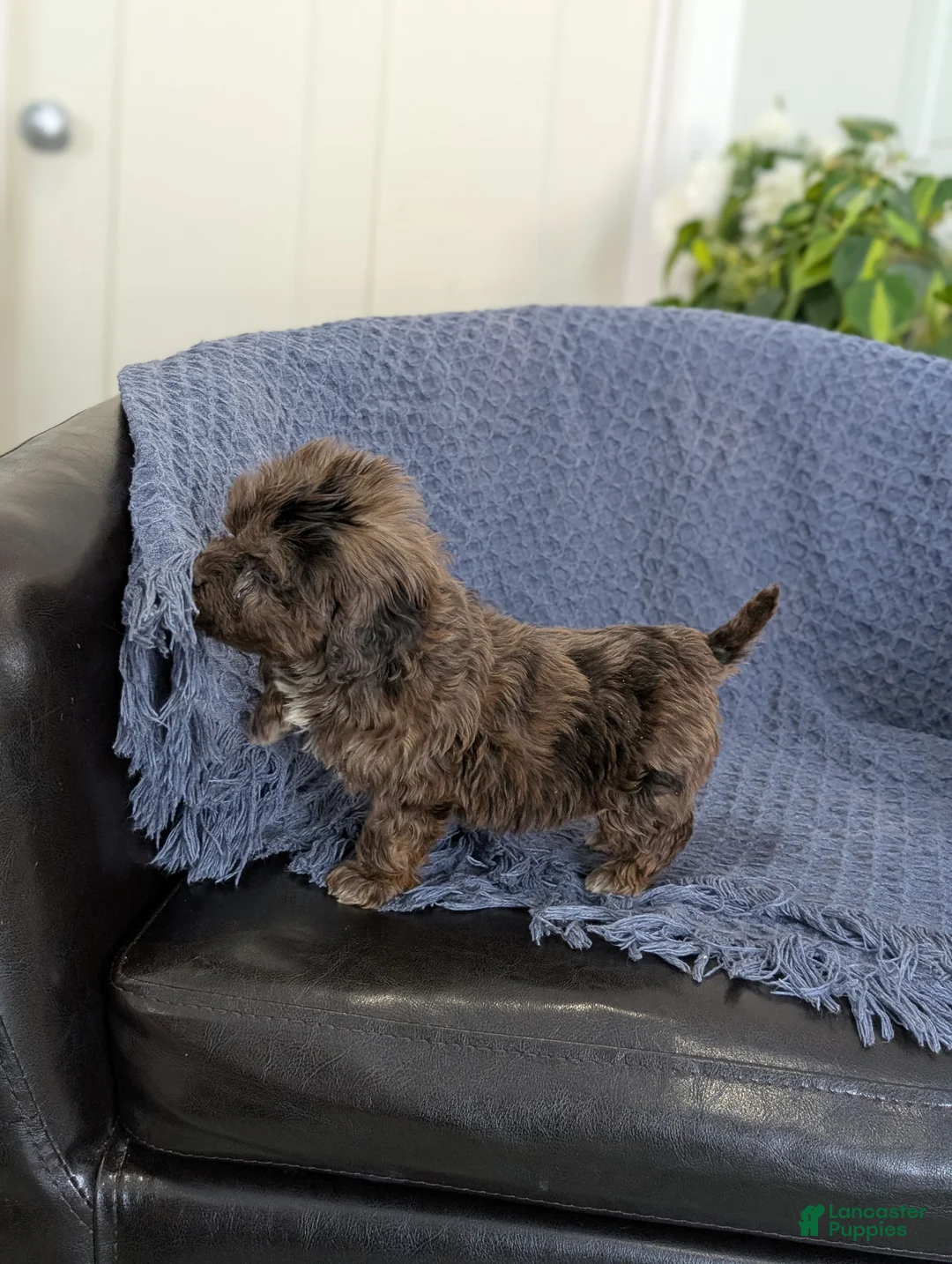 Cockapoo dogs for sale: Tiny Archie - Ad 4