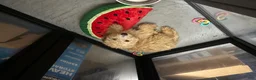 Goldendoodle dogs for sale: Honey - Ad 3