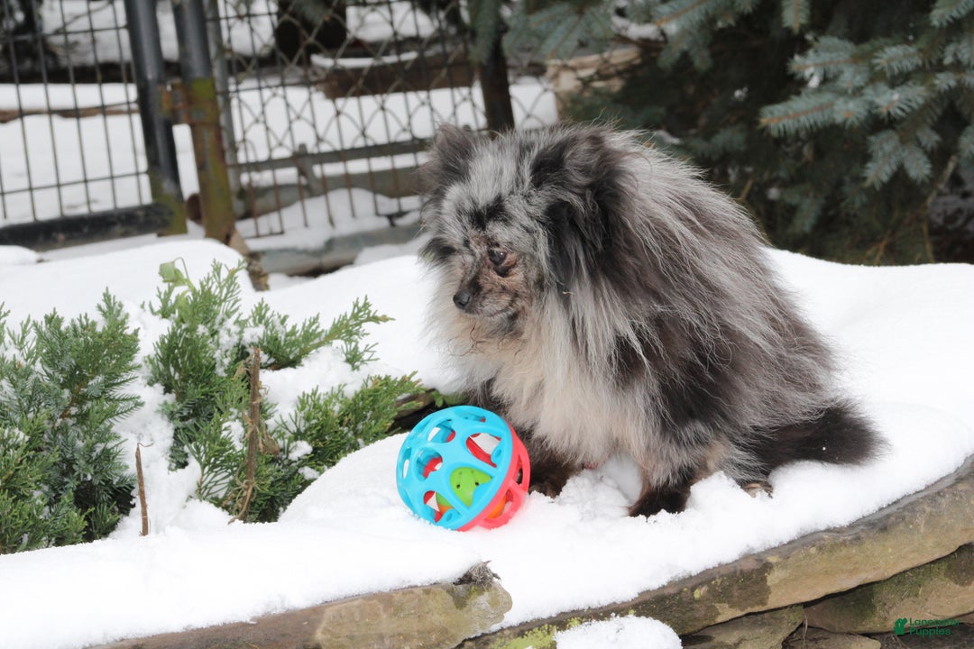 Pomeranian dogs for sale: President - Ad 2