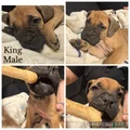 Bullmastiff Puppy 1