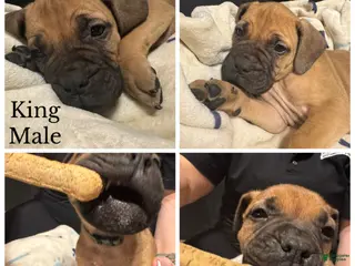 Bullmastiff dogs Bullmastiff Puppy 1 - Ad 5