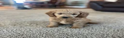 Mini Goldendoodle dogs for sale: Rusty - Ad 6