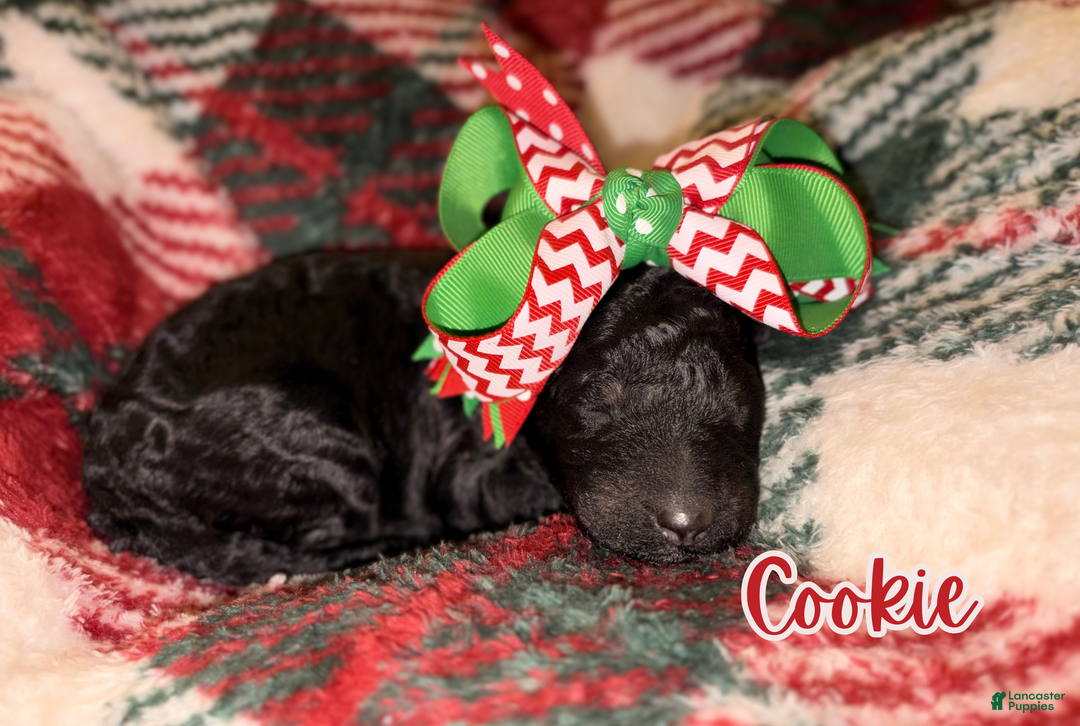 Standard Poodle dogs for sale: Cookie - Ad 7