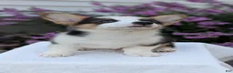 Welsh Corgi Pembroke dogs for sale: Logan - Ad 9