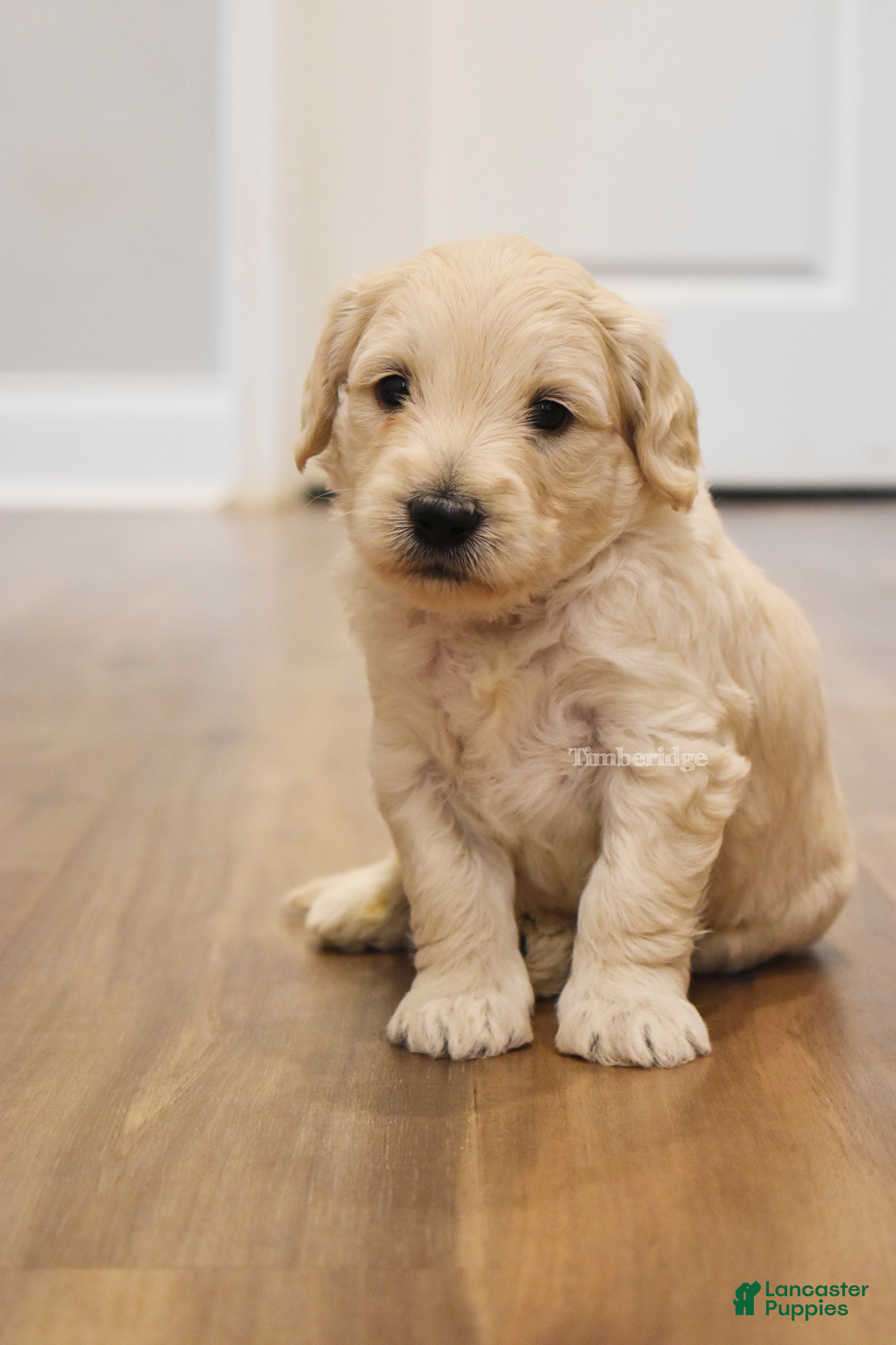 Goldendoodle dogs Waffles - OFA & genetic parents - Ad 1