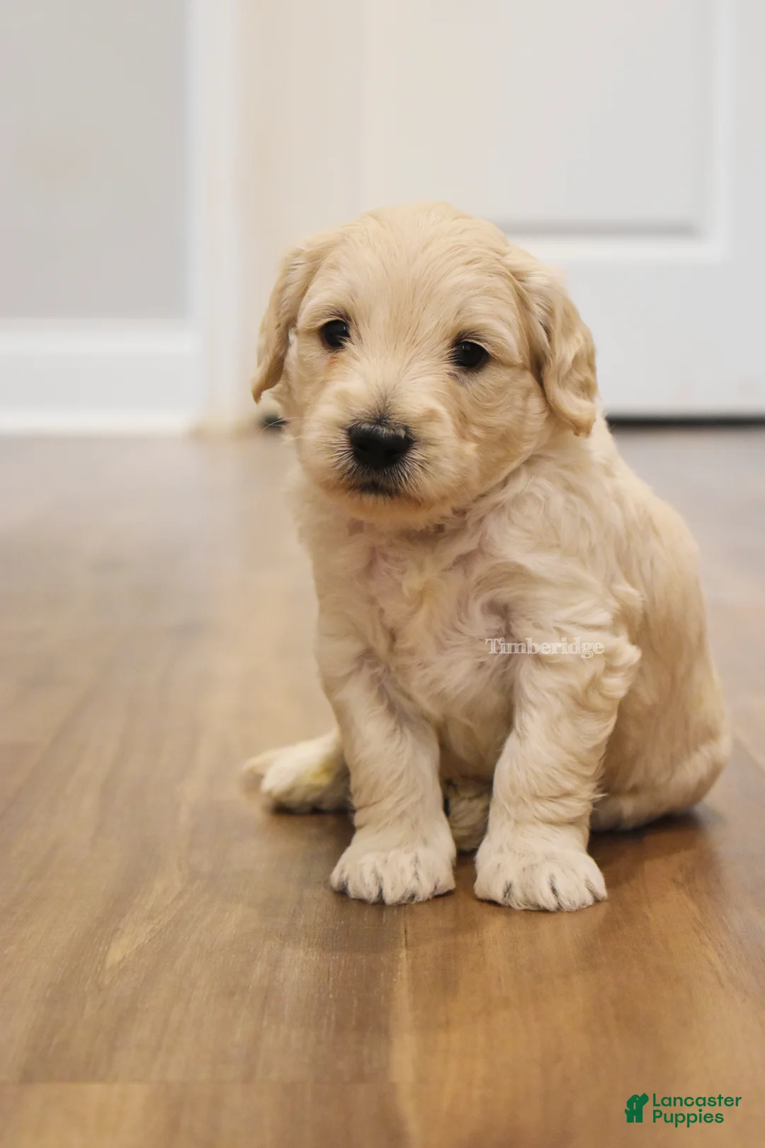 Goldendoodle dogs for sale: Waffles - OFA & genetic parents - Ad 1
