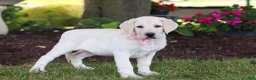 Labrador Retriever dogs for sale: Brittany - Ad 5
