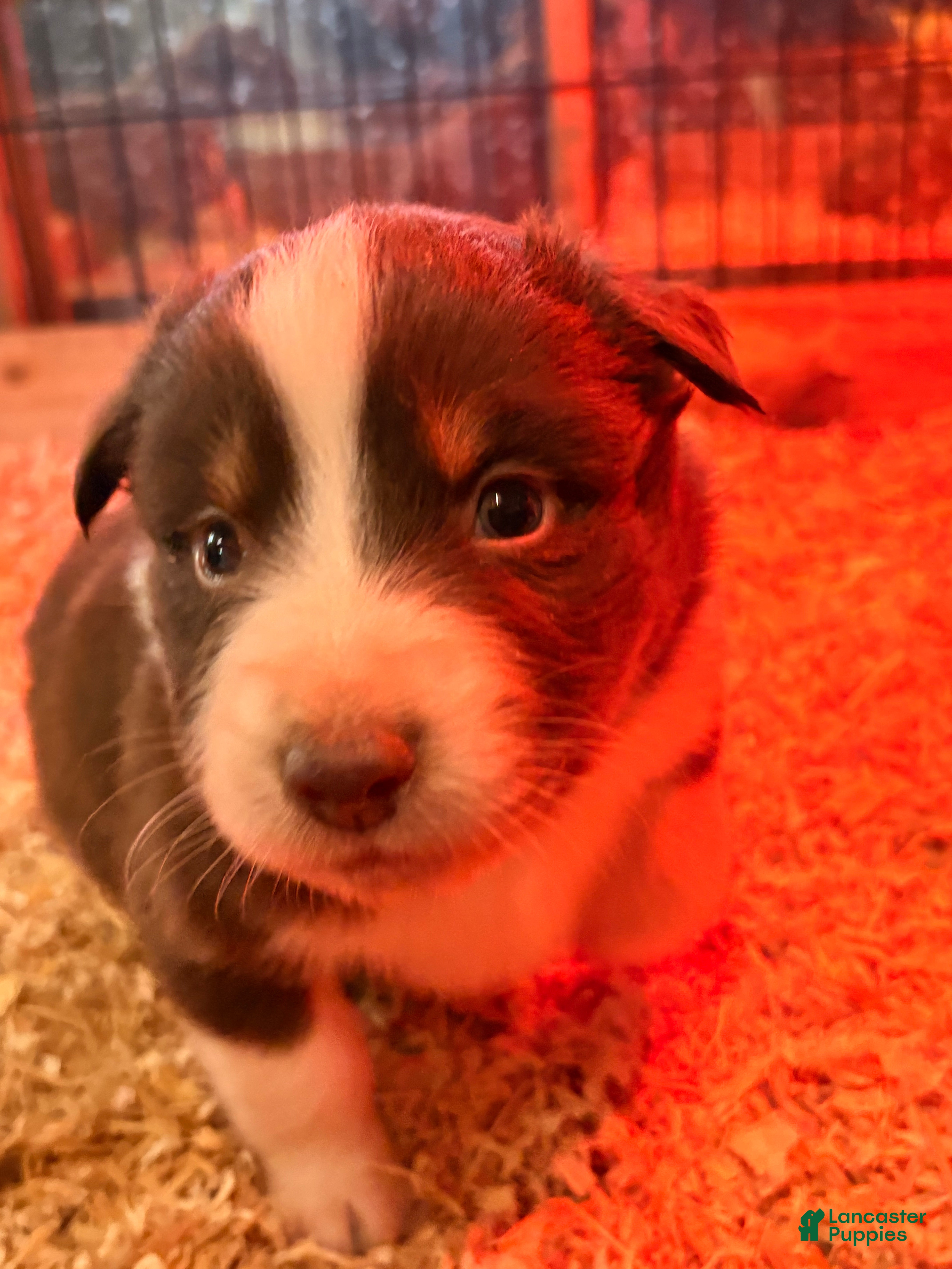 Australian Shepherd dogs Gus - Ad 13