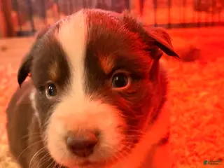 Australian Shepherd dogs Gus - Ad 13