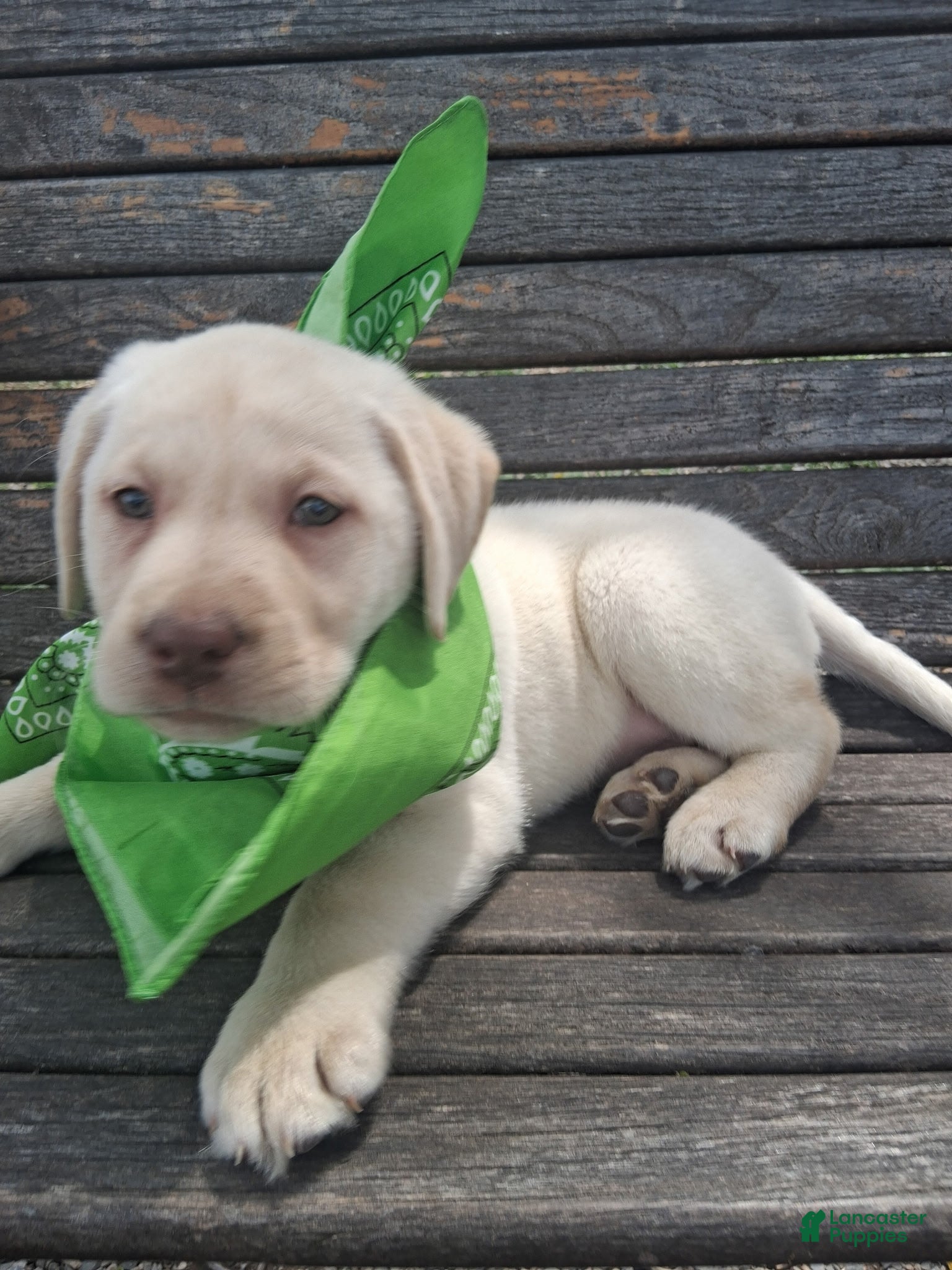 Labrador Retriever dogs Katy - Ad 2