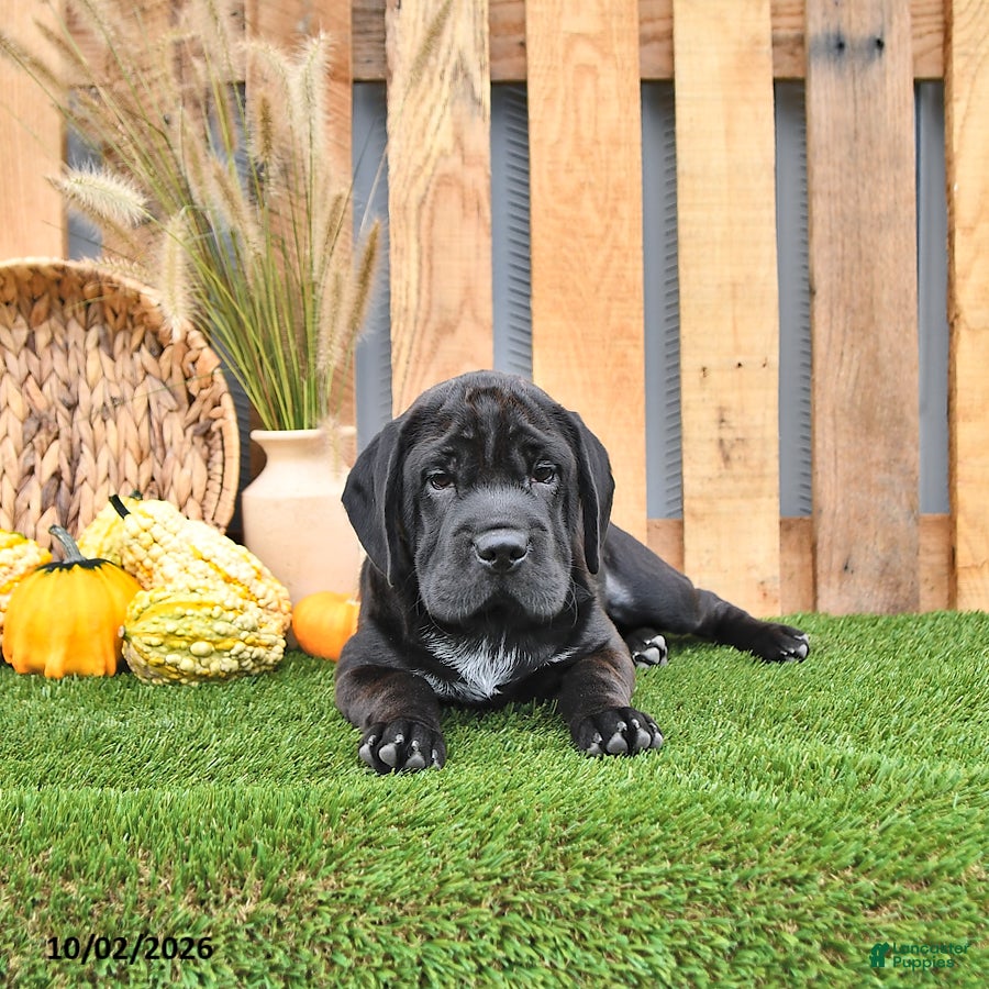 Mini Hippo dogs Libby - Ad 2