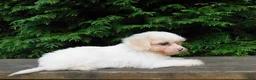 Teddy Bear dogs for sale: Finley  - Ad 5