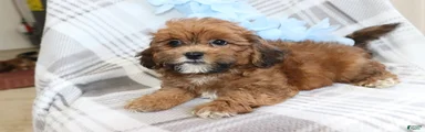 Biscuit 