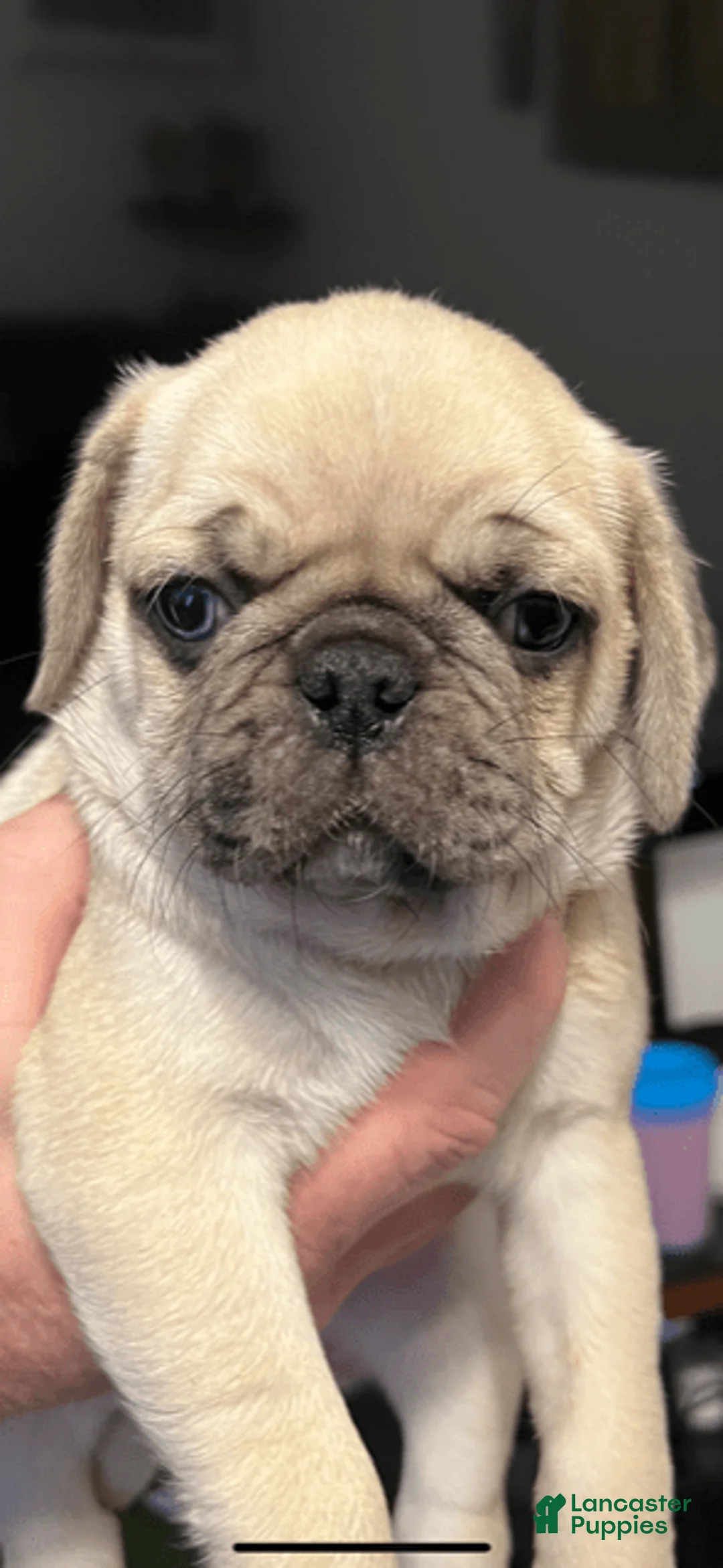 Gallery Image {{count}}