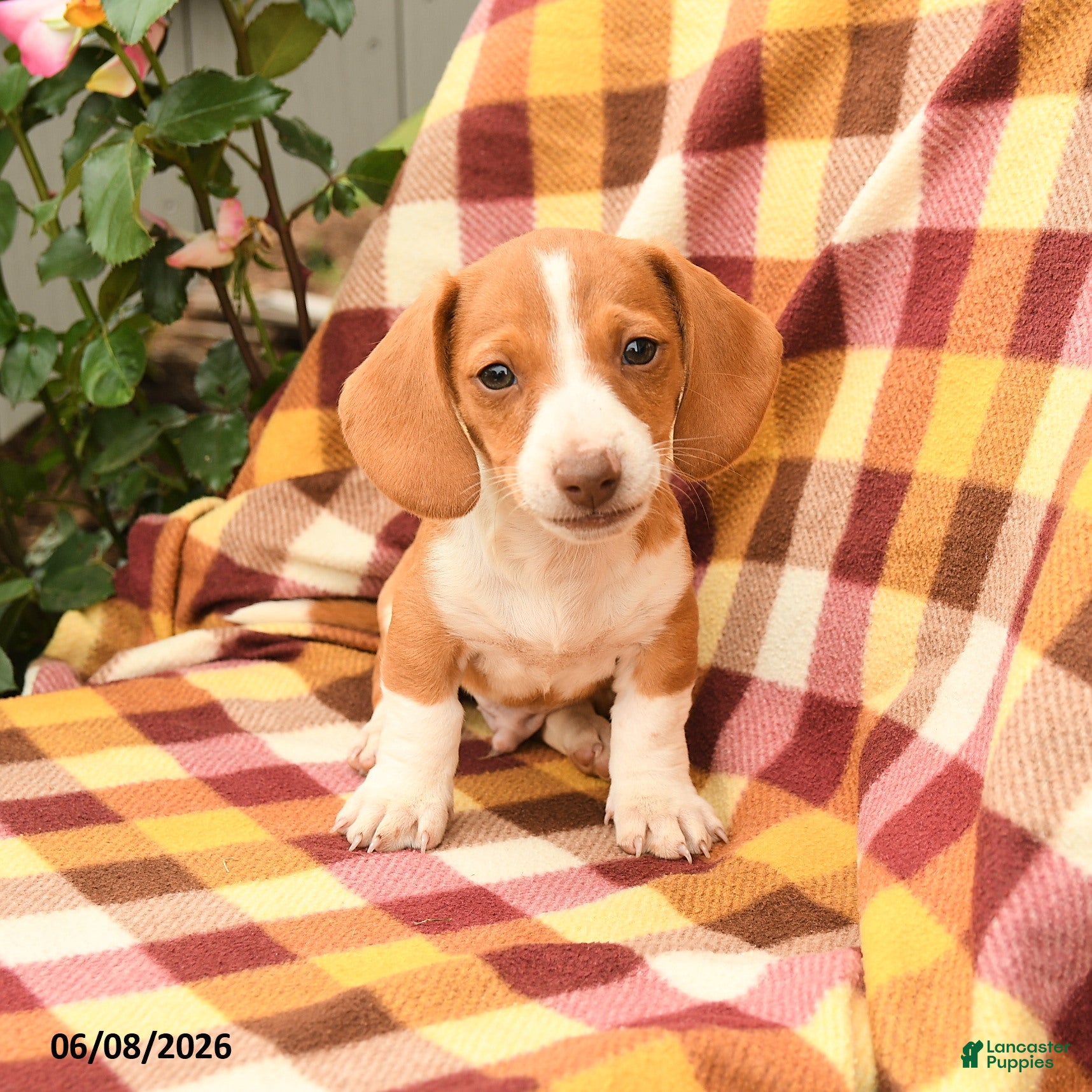 Miniature Dachshund dogs Snickers - Ad 2