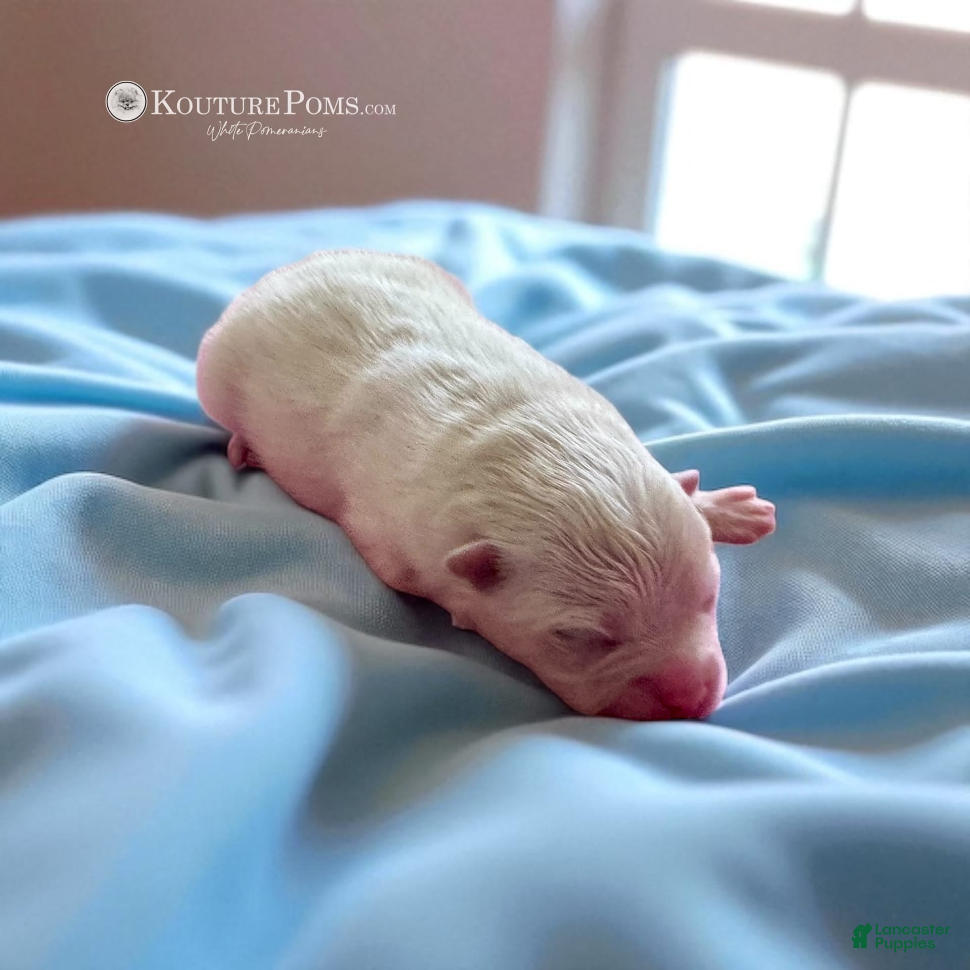 Newborn Pomeranian Pomeranian Puppy Care Family Dogs Pomeranian