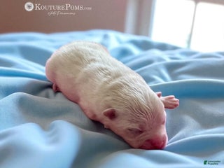 Pomeranian dogs - Ad 13