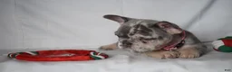 French Bulldog dogs for sale: Trixie - Ad 16