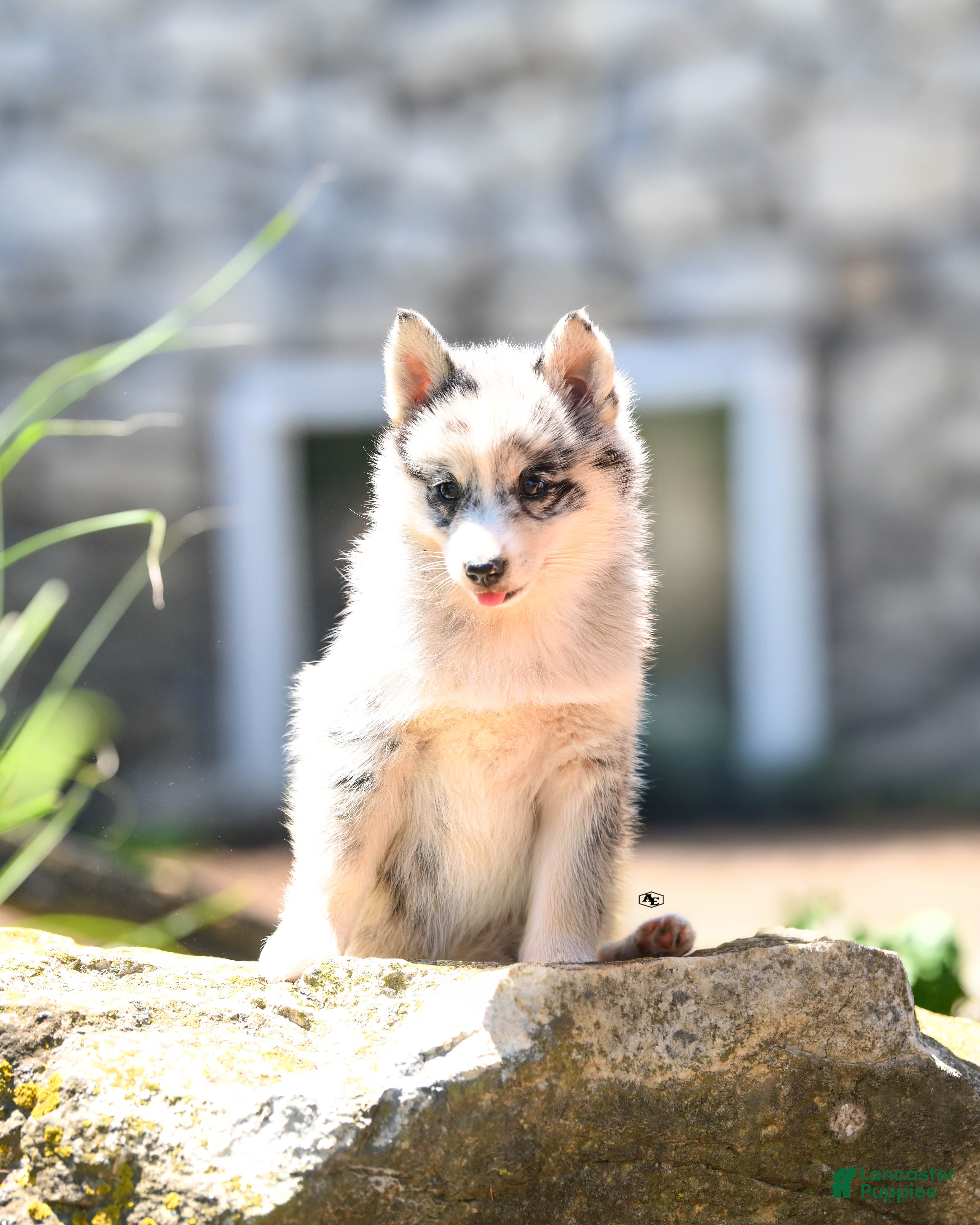 Pomsky dogs Fluffy  - Ad 1