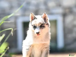 Pomsky dogs for sale: Fluffy - Ad 4