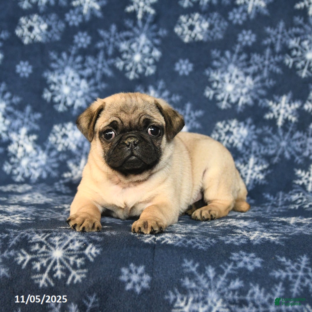 Pug dogs for sale: Cookie - Ad 9