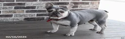 French Bulldog dogs for sale: Ollie  - Ad 6
