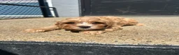 Mixed Breed dogs for sale: Mixed Breed 1 - Ad 2