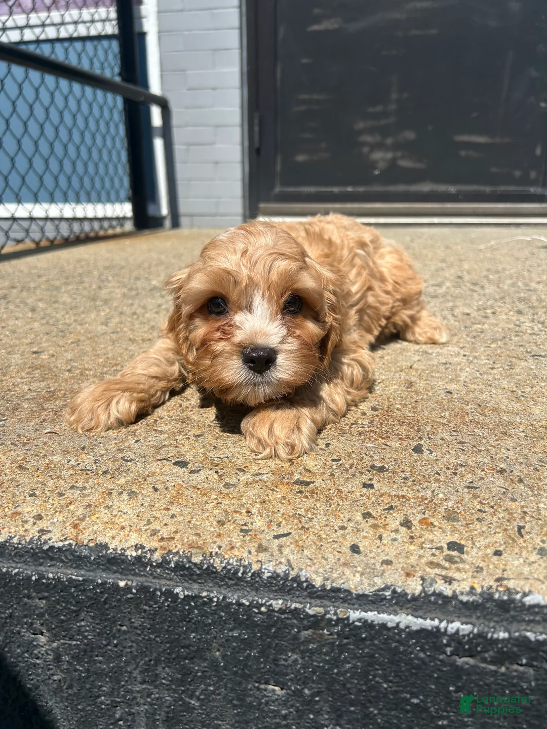 Mixed Breed dogs for sale: Mixed Breed 1 - Ad 2