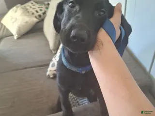 Labrador Retriever dogs Labrador Retriever Puppy 5 - Ad 29