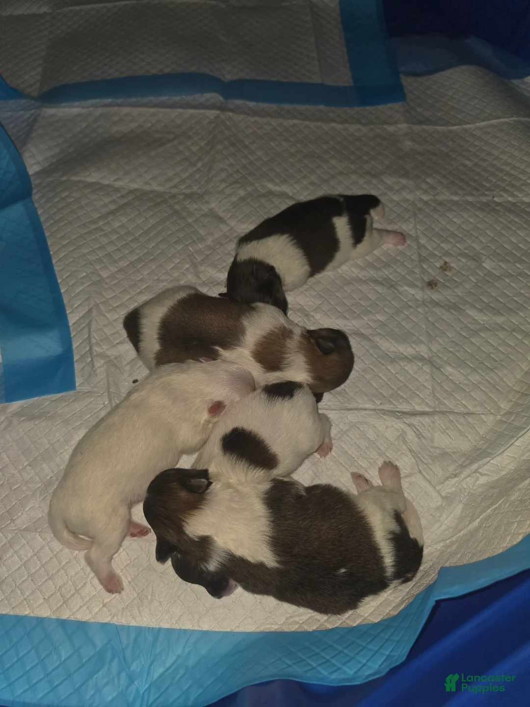 Pomeranian dogs for sale: Pomeranian 3 - Ad 1