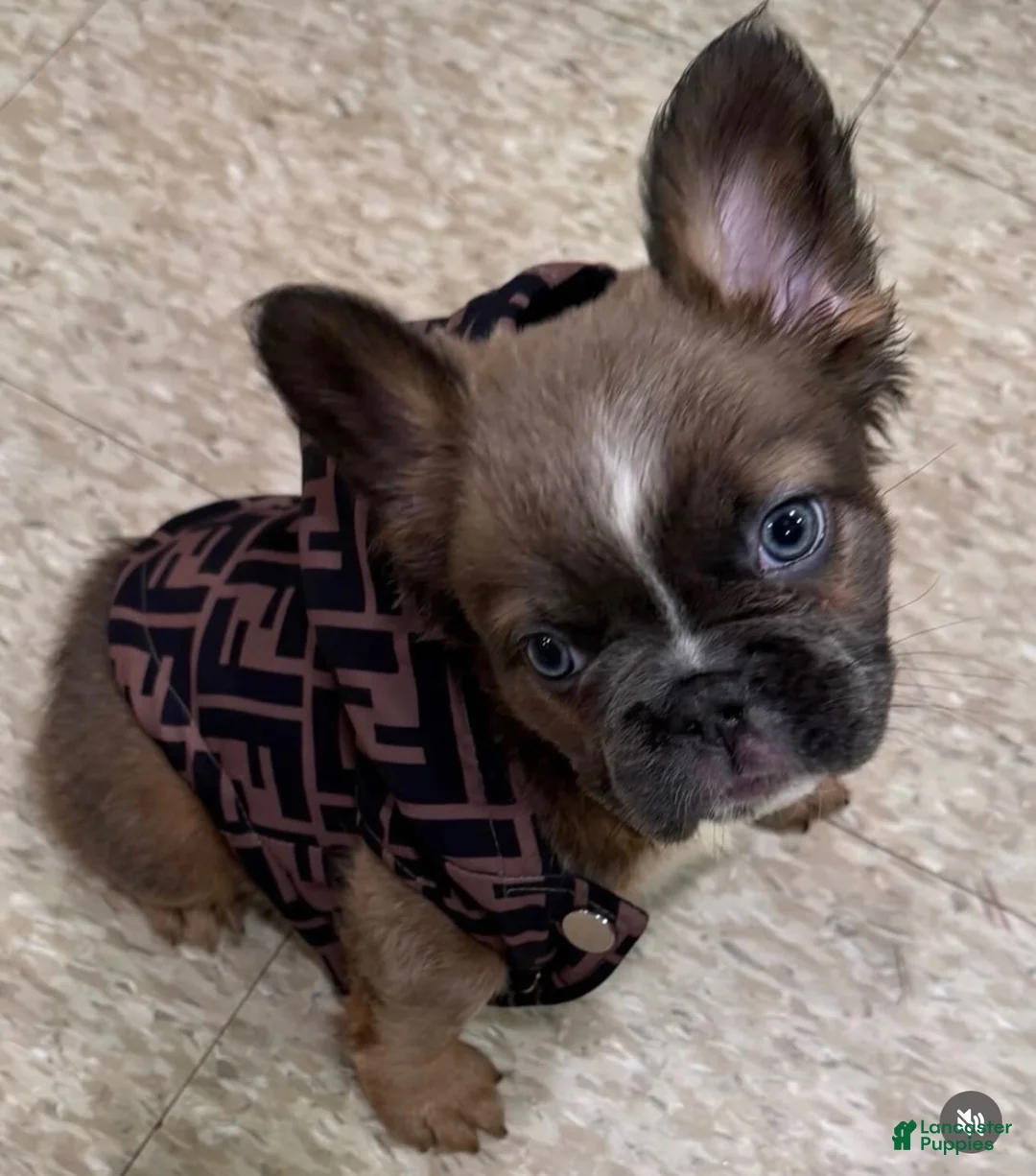 French Bulldog dogs for sale: French Bulldog 3 - Ad 1