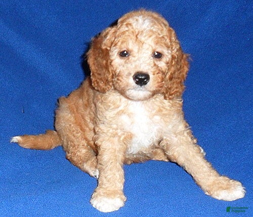 Cockapoo dogs Teddy - Ad 1