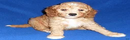 Cockapoo dogs for sale: Teddy - Ad 1