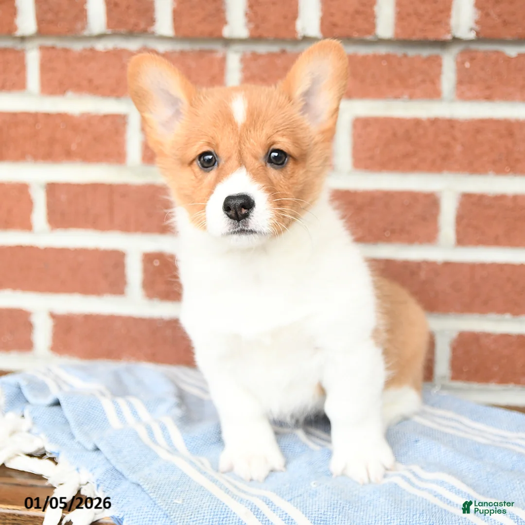 Welsh Corgi Pembroke dogs for sale: Eclipse - Ad 13