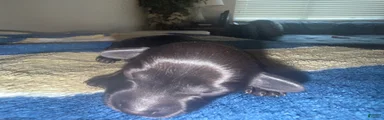Miniature Dachshund 5
