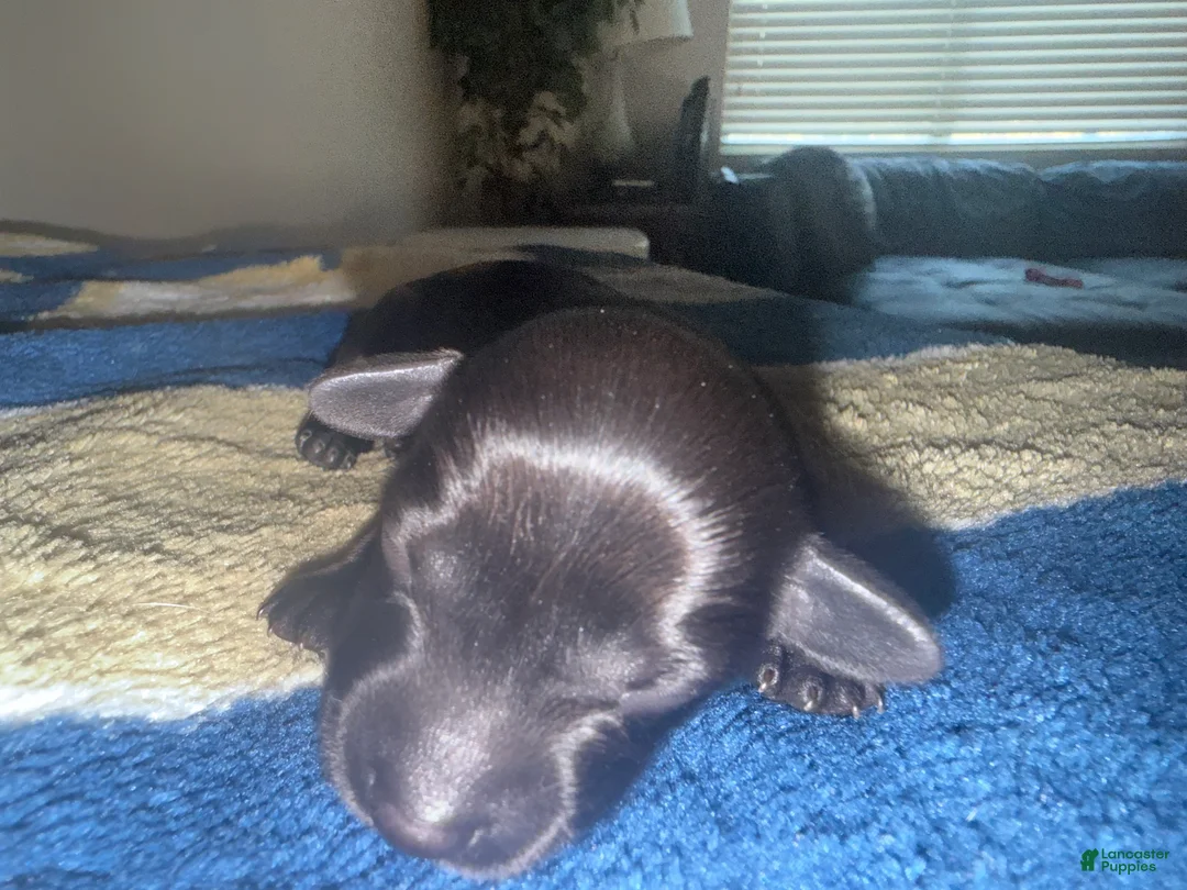 Miniature Dachshund dogs for sale: Miniature Dachshund 5 - Ad 1