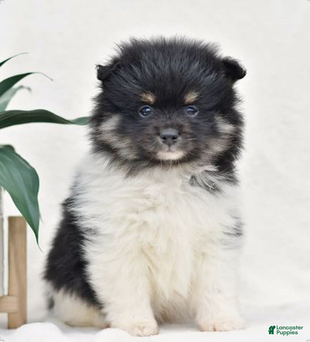 Gallery Image {{count}}