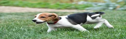 Beagle dogs for sale: Daisy - Ad 7