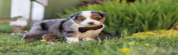 Toy Australian Shepherd dogs for sale: Thomas - Ad 7