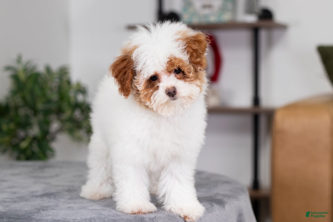 Miniature Poodle dogs for sale: Camilla - Ad 2