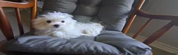 Maltese dogs for sale:  Levi  - Ad 1