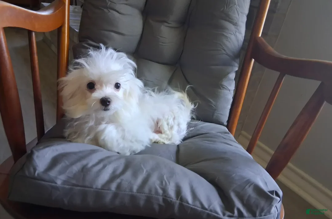 Maltese dogs for sale:  Levi  - Ad 1