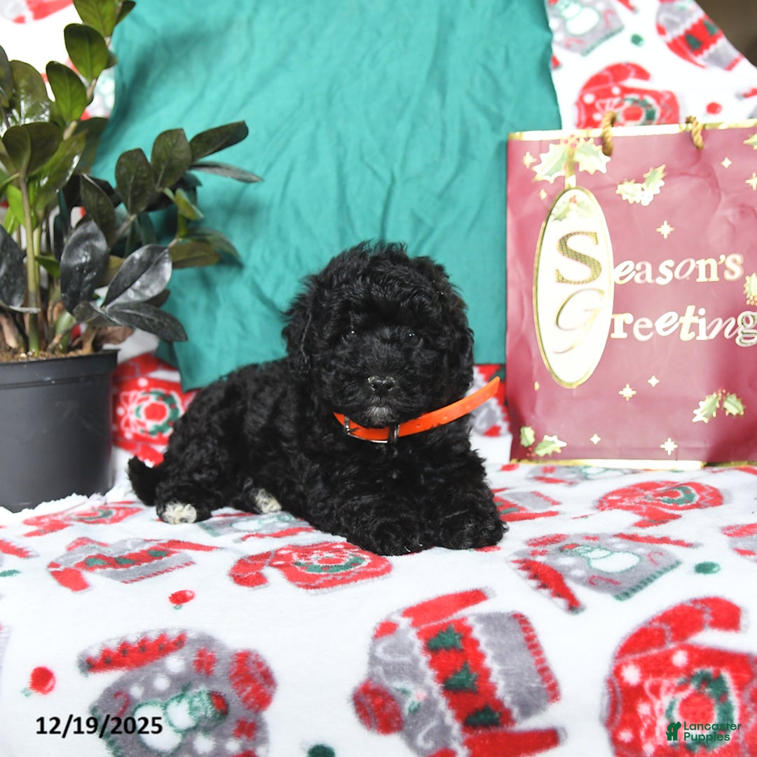 Cavapoo dogs for sale: Raven - Ad 2